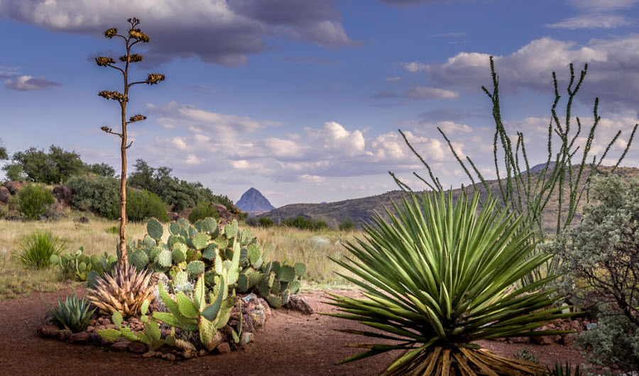 Chihuahuan Desert Research Institute, United States